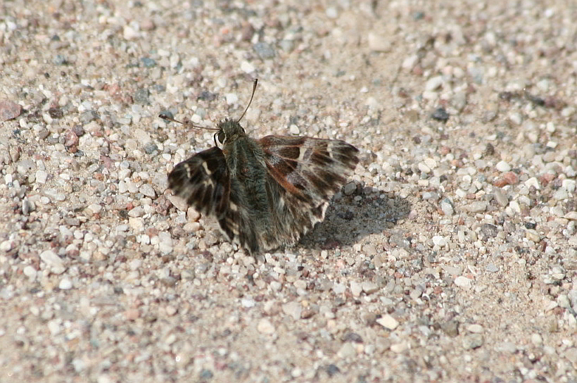 Carcharodus flocciferus? - S